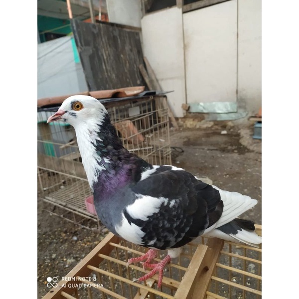 burung dara/merpati satuaan pasangan girket tipe blantong