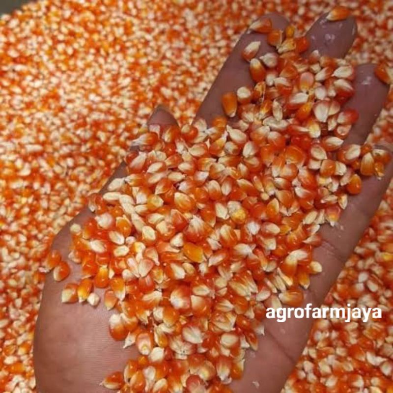 Jagung kristal Super Pakan Merpati ,Terkukur 1 kg