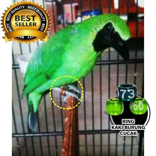 76+ Gambar Burung Ijo Gratis Terbaik