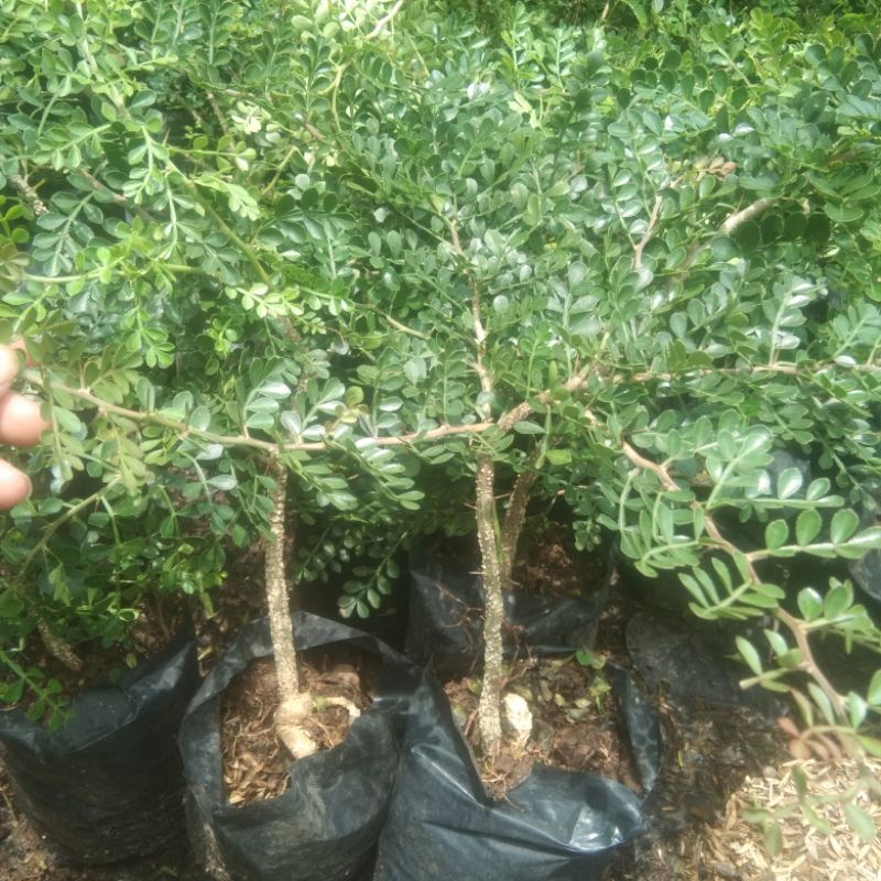 kawista batu bibit bonsai