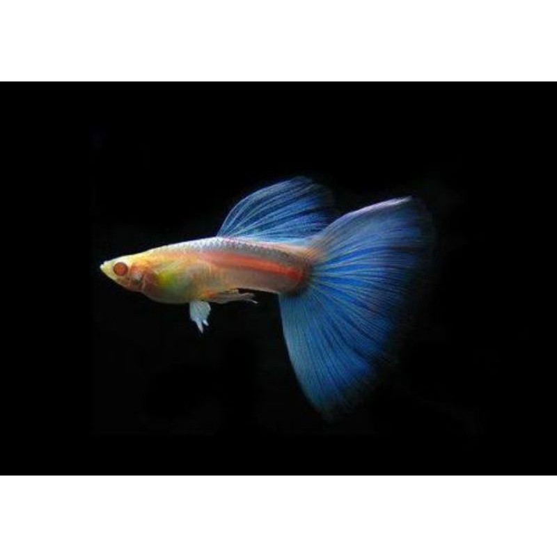 Ikan Guppy Albino Sky Blue