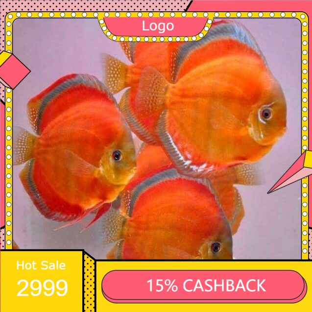 discus san merah 2 inch.