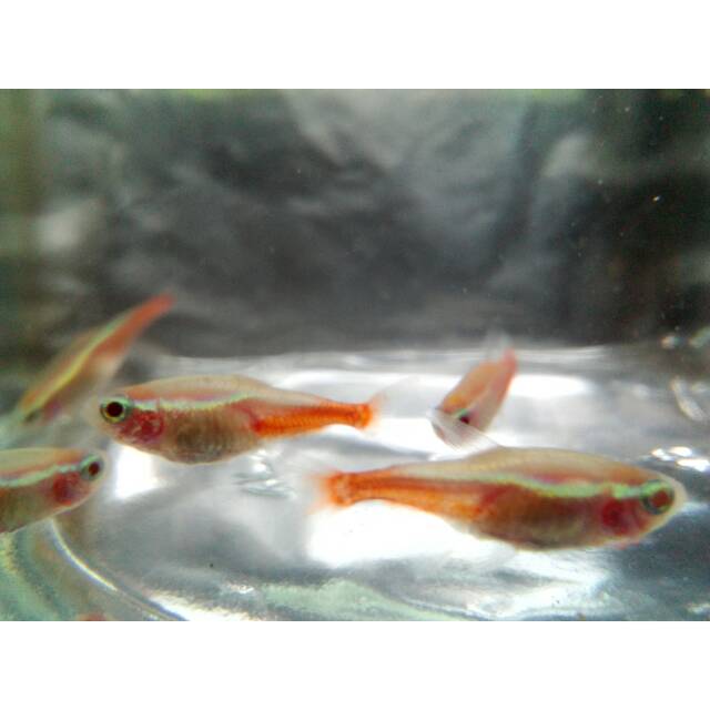 Ikan Hias Neon Tetra Albino