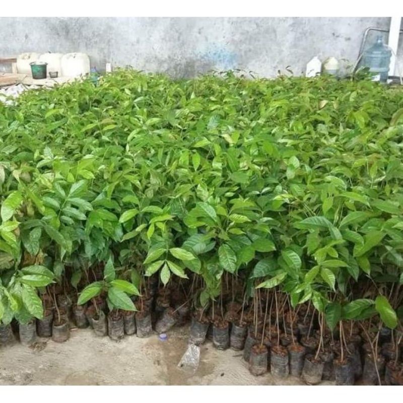 TERMURAH  BIBIT POHON MAHONI CABUTAN