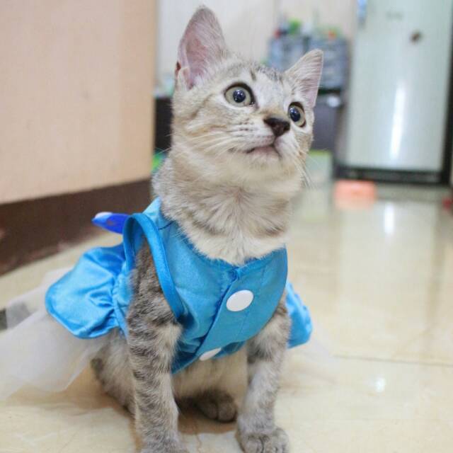 Dress princess elsa frozen V.3 untuk kucing dan anjing lucu murah meriah terlaris size S-XL