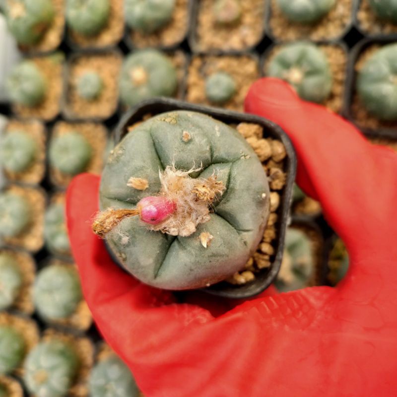 Bibit Kaktus Impor Biji Seed Cactus Mini Koleksi Lophophora Williamsii isi 10 pcs