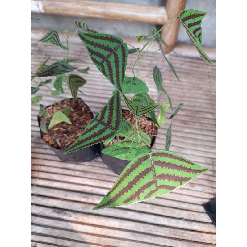 ( BISA COD ) PROMO Bunga Hias Kupu-Kupu Batik Oxalis / Tanaman Hias Kupu