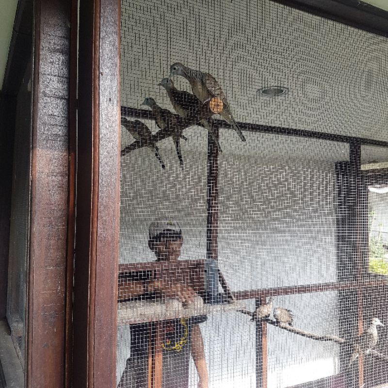 Perkutut bangkok