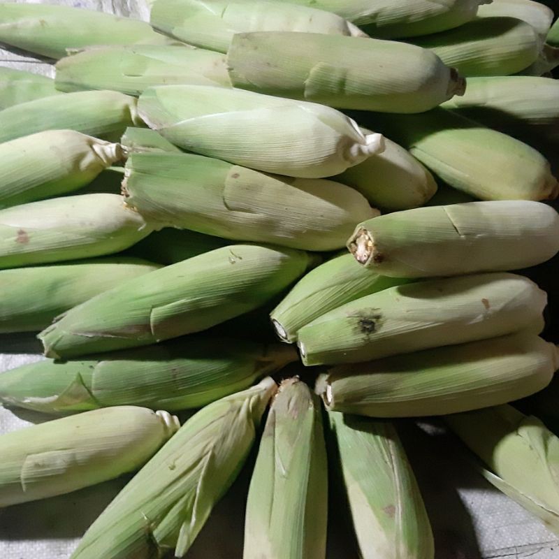 

Jagung 3 pcs