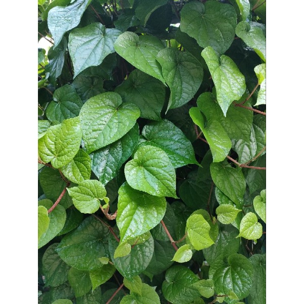 Daun Sirih Ketemu Ros Segar/ Daun Sirih Temu Ros
