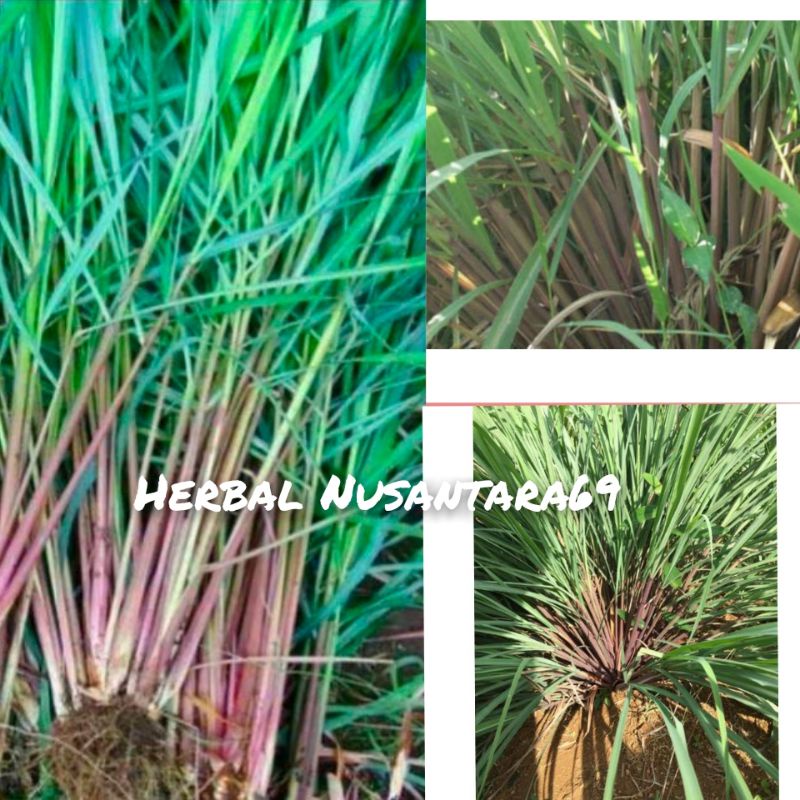 

Serai Merah Segar 100gr ambil langsung dari kebun