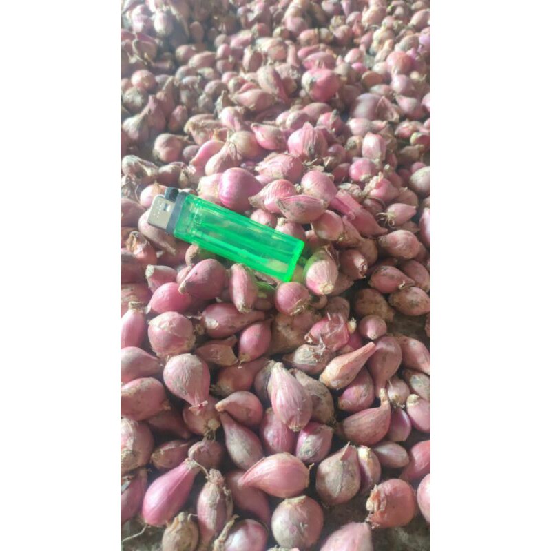 

Brambang (Bawang Merah)