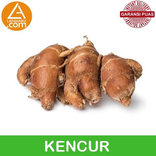 

Kencur 250gr Jamu Beras Kencur Bumbu Dapur Bahan Masak Rempah Segar