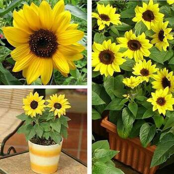 Benih/Biji Bunga Matahari Mini (Yellow Mini Sunflower) Murah