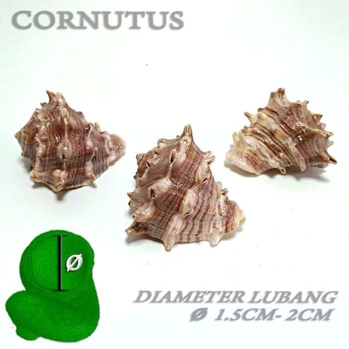 Cornutus cangkang shell rumah kelomang keong umang kumang natural asli