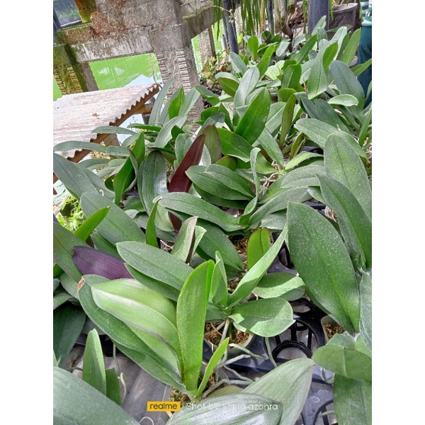 Anggrek bulan pasca bunga