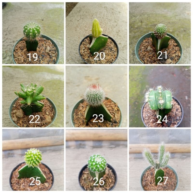 Tanaman Hias Kaktus Sukulen/Succulent Ukuran Mini Okulasi