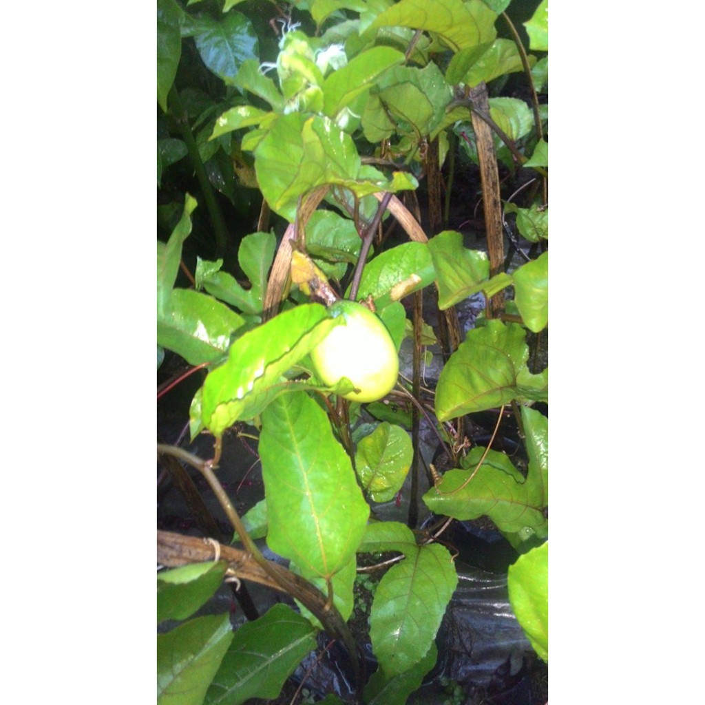 Bibit Tanaman Bibit Buah Markisa #As_