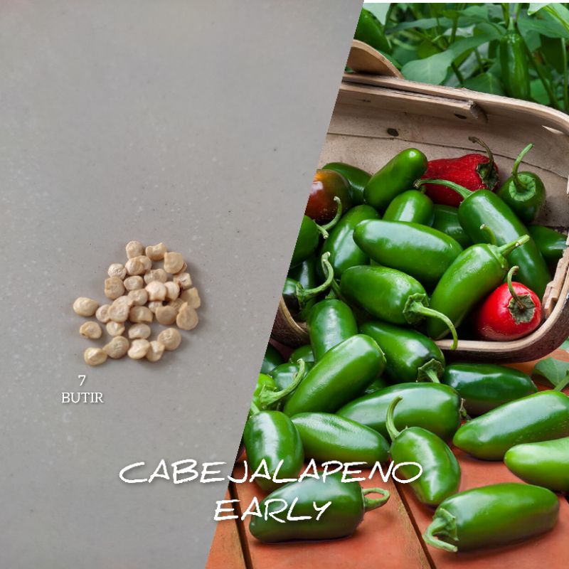 

7 BUTIR BIJI CABE SUPER PEDAS JALAPENO EARLY