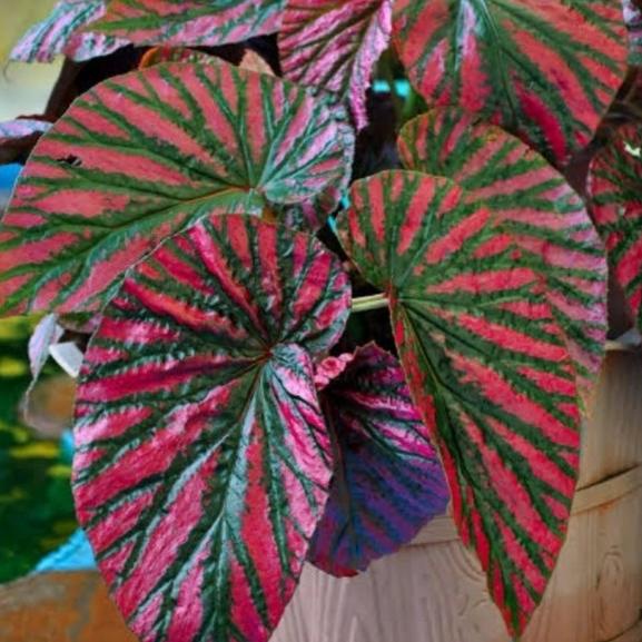 Tanaman Hias-Begonia Rex Walet