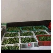 

Jeruk Sonkit Murah 10kg