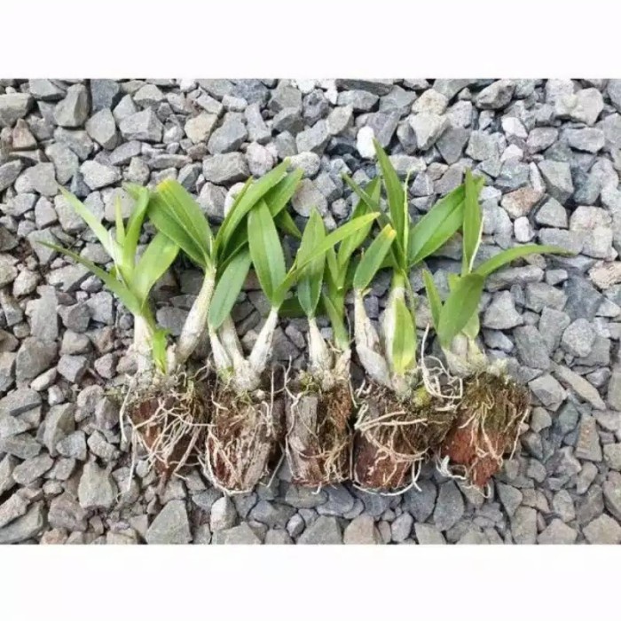 Seedling Anggrek Dendrobium Nobile White