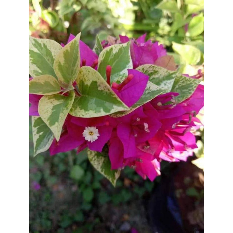 Bougenville Singapura varigata merah(bibit)