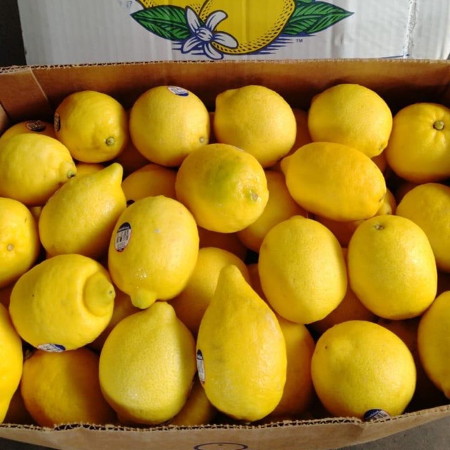 

Lemon Import USA