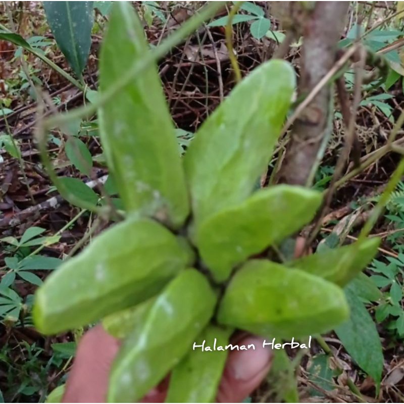 Hoya major dischidia hutan langka unik