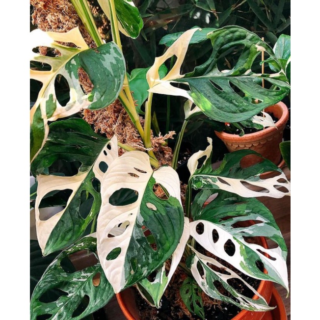 Batang bonggol monstera adansonii variegata janda bolong varigata murah