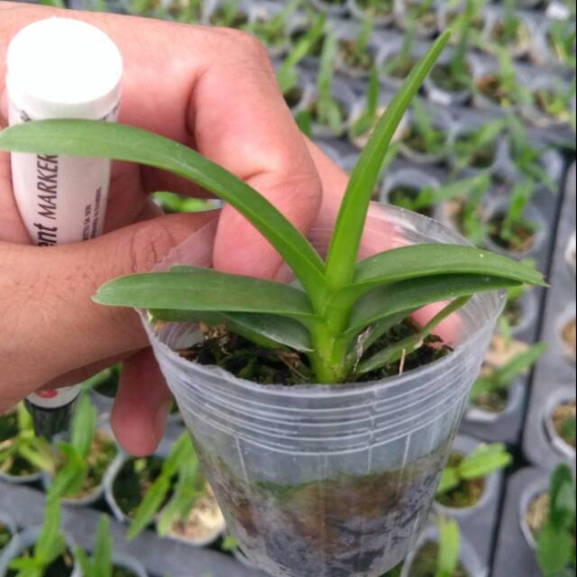 SEEDLING VANDA