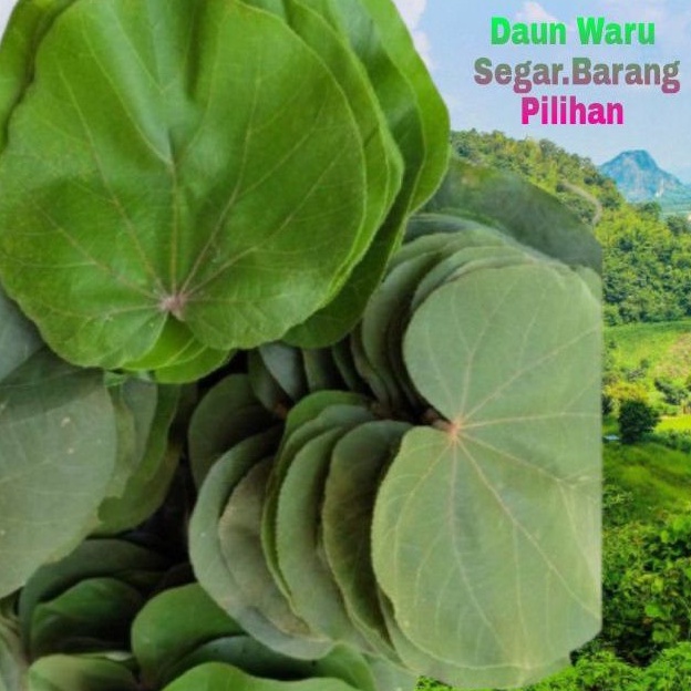 

daun waru segar per 500 gr setengah kilo