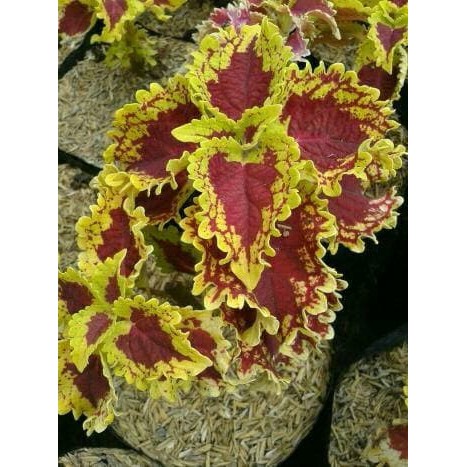 tanaman coleus red lipstik yellow