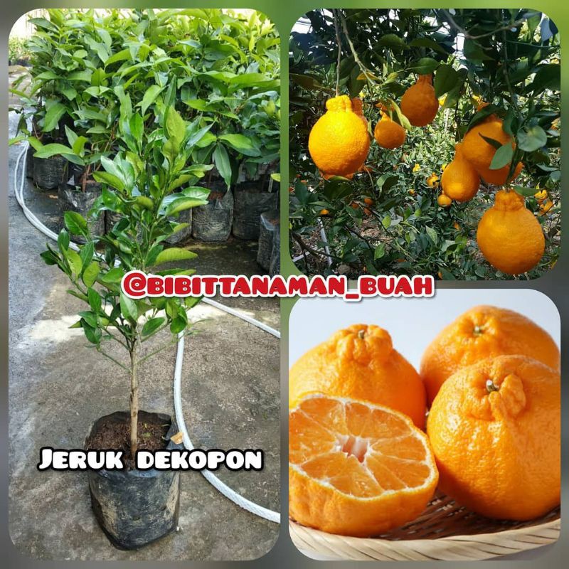 Bibit jeruk dekopon / Tanaman jeruk dekopon / Jeruk dekopon / Tanaman buah / Bibit tabulampot
