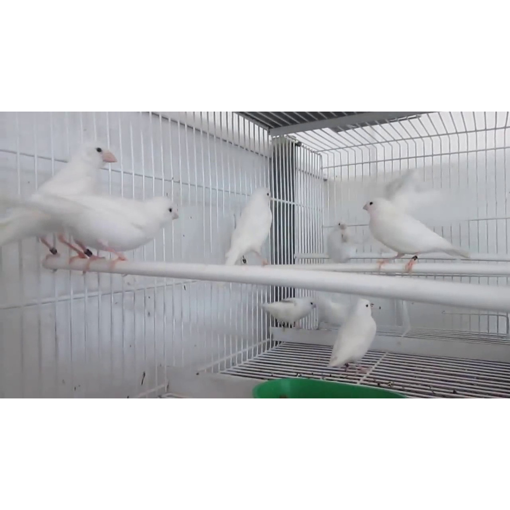 

Kenari Putih Jantan Bunyi Ngeriwik Tgl Tgu Gacor