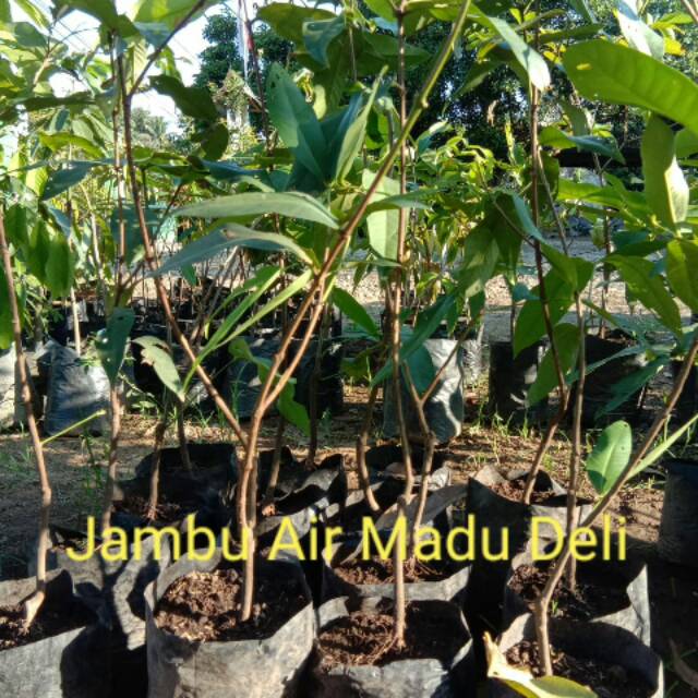 Jambu air madu