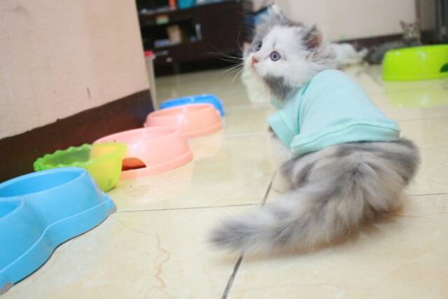 Kaos ucansee polos warna toska untuk kucing &amp; anjing /Jual Baju Kucing Terlengkap Size S-XL