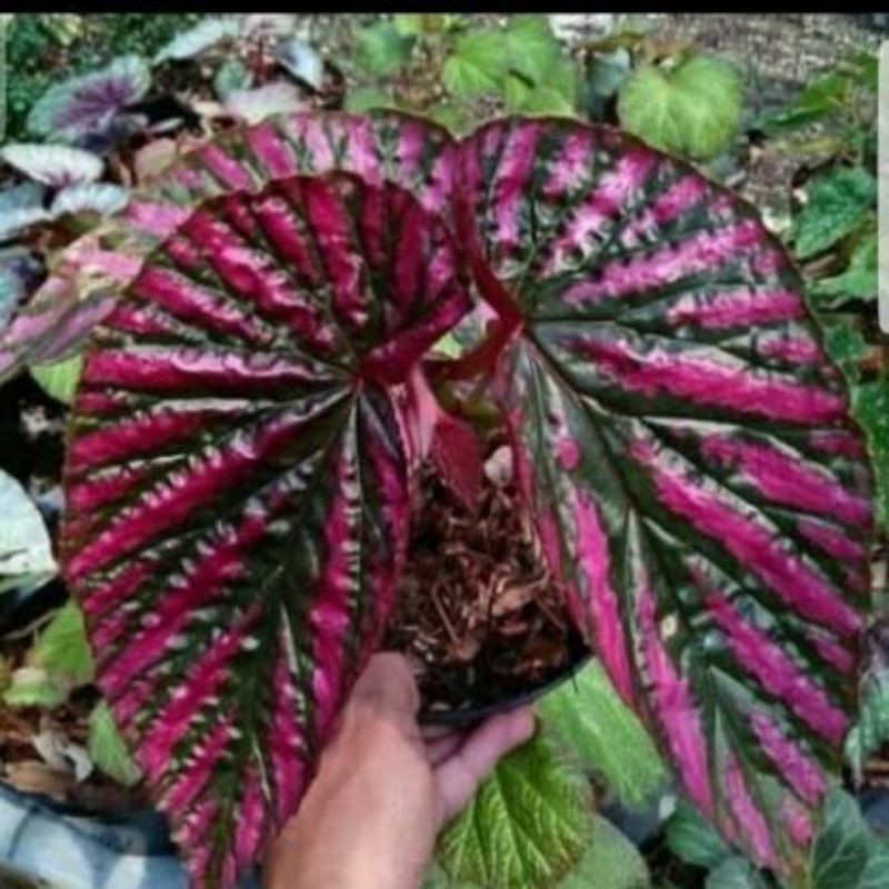 Jual Begonia Rex Walet | Begonia Violet | Shopee Indonesia