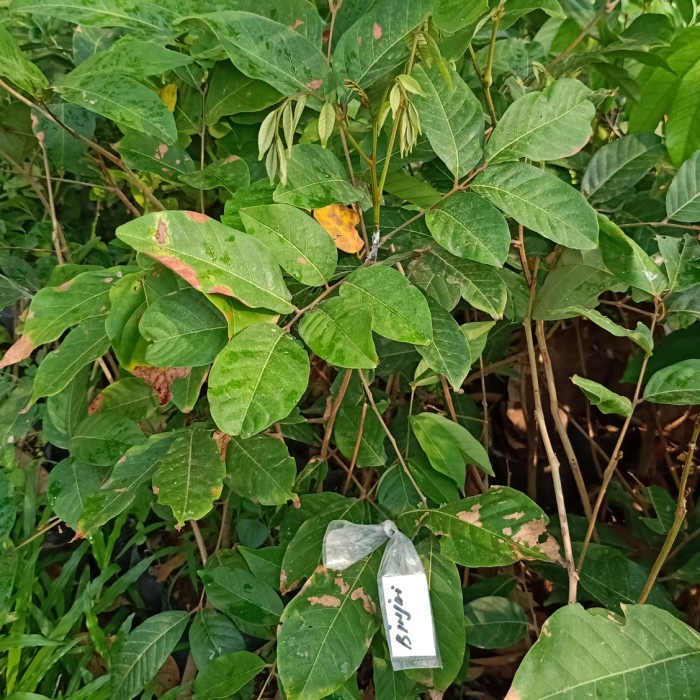 bibit rambutan binjai okulasi