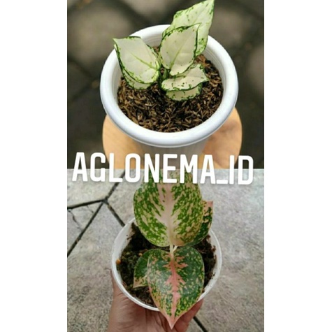 aglonema super white,aglonema stardust orange paket 2 anakan aglonema