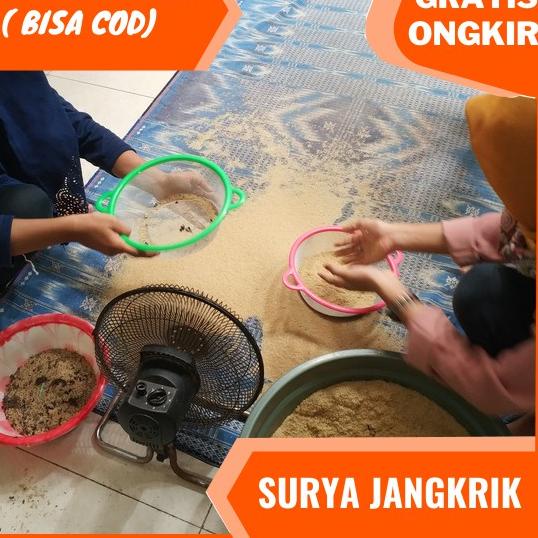 

[PROMO M7C53] agen jual telur jangkrik alam kualitas super 100 gram Readystock