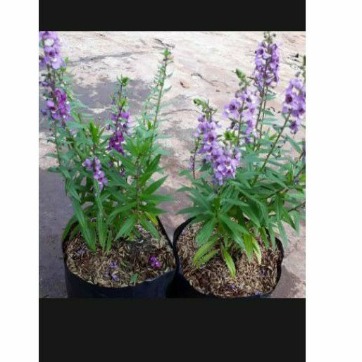 tanaman pngusir nyamuk tanaman hias lafender