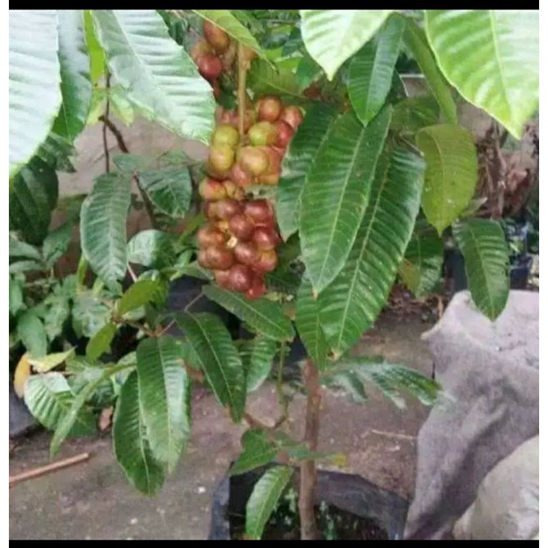 bibit buah matoa super