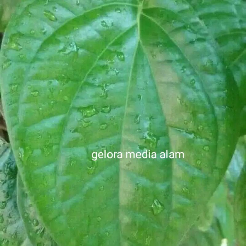 

daun sirih hijau 350gram