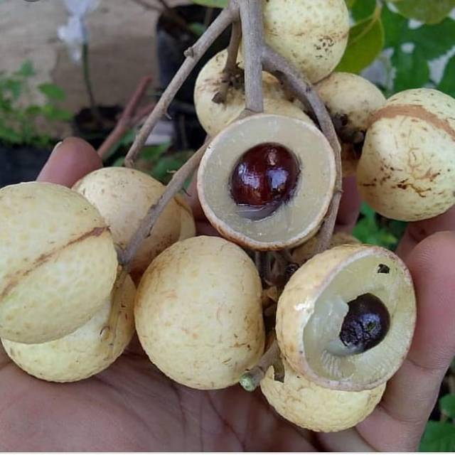 Bibit Buah Okulasi Paket 3 Bibit