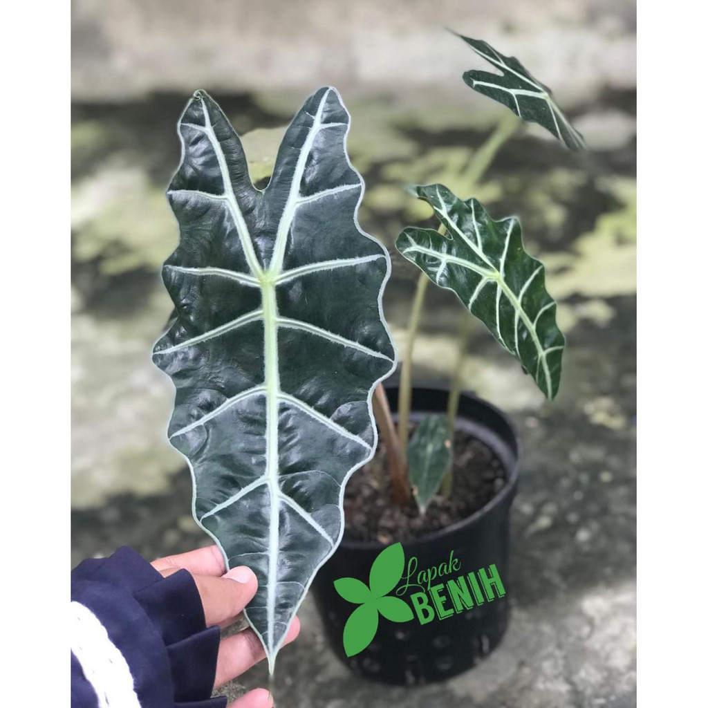 Alocasia keladi amazon keladi amazon tengkorak
