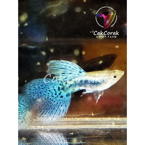 blue grass / blue grass guppy / ikan guppy bluegrass
