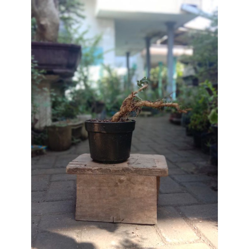 bonsai serut mame bonsai streblus asper mame