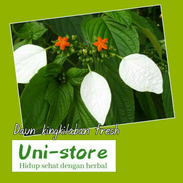 

KUKURING Daun Kingkilaban Segar 500 Gram