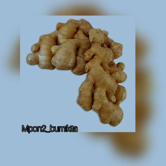 

Jahe emprit 250 gr bersih tanpa tanah